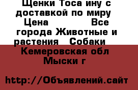 Щенки Тоса-ину с доставкой по миру › Цена ­ 68 000 - Все города Животные и растения » Собаки   . Кемеровская обл.,Мыски г.